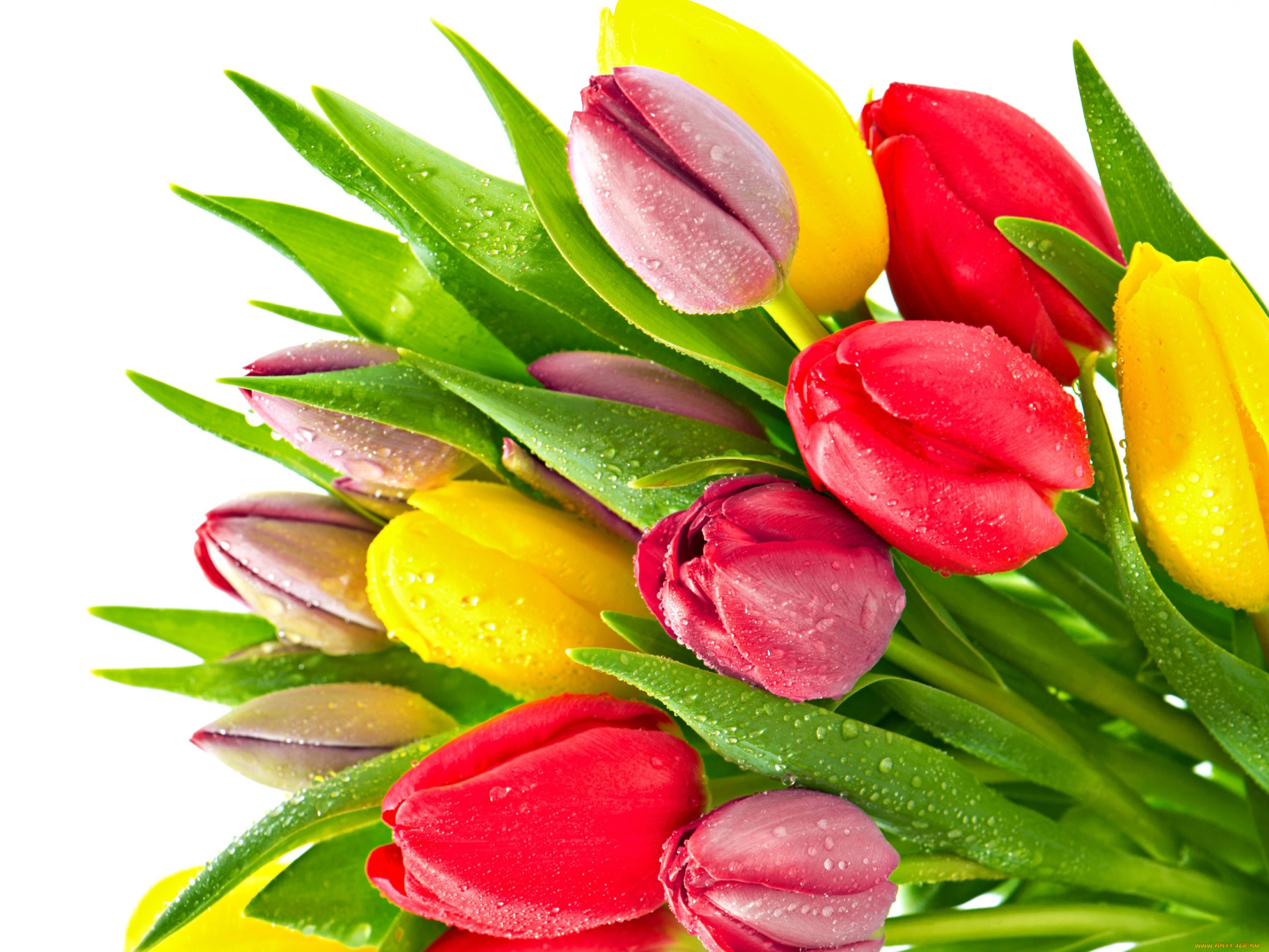 Открытка с праздником весны. Тюльпаны разноцветные. Тюльпаны открытка.